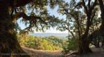 Oaks at Russian Ridge