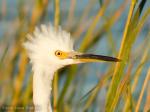 Birding at Baylands